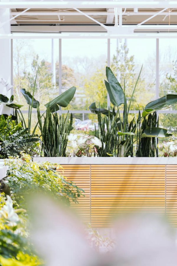 Alocasia Plant - with pot - Image 2