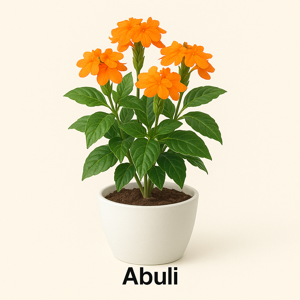 Abuli, Firecracker Flower Plant - With Pot