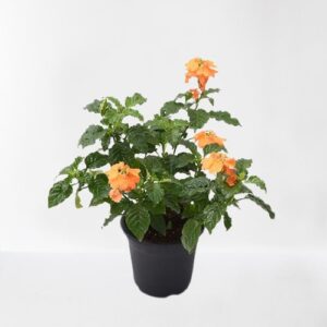 Abuli, Firecracker Flower Plant