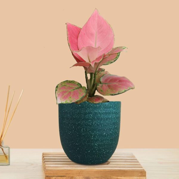 Aglaonema Dark Pink Plant – With Ceramic Pot - Image 2
