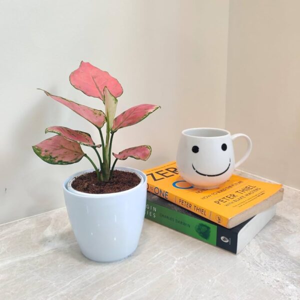 Aglaonema Dark Pink Plant with vibrant dark green and pink variegated leaves, elegantly potted in a sleek white ceramic pot, perfect for indoor decoration.