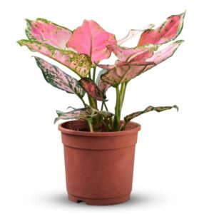 Aglaonema Lady Valentine- with Pot