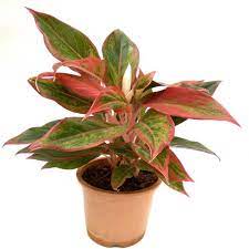 Aglaonema Lipstick Plant - with pot