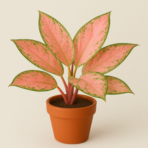 Aglaonema Lady Valentine- with Pot