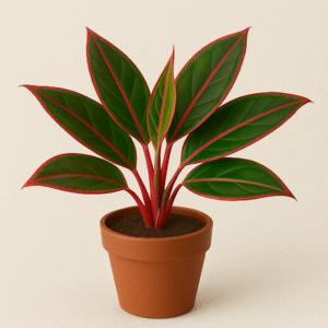 Aglaonema Lipstick Plant - with pot