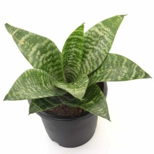 Air Purifier Sansevieria Plant