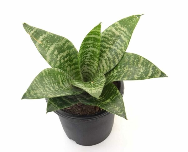Air Purifier Sansevieria Plant