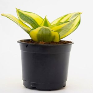 Snake Plant (Sansevieria Golden) Dwarf