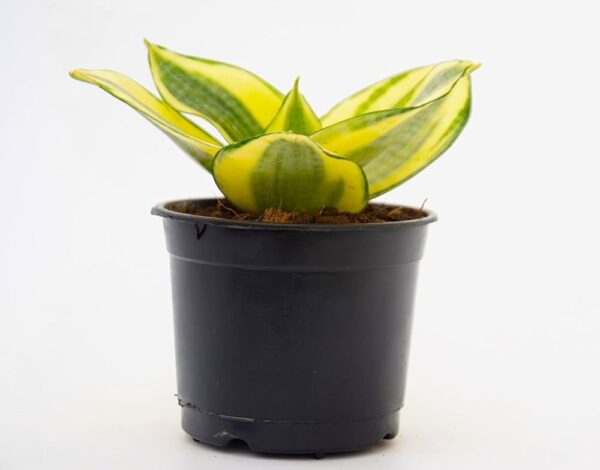 Snake Plant (Sansevieria Golden) Dwarf