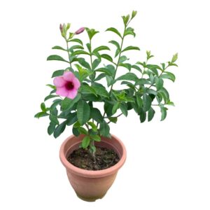 Allamanda Purple Flower Plant with Pot