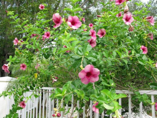 Allamanda Purple Flower Plant with Pot - Image 2