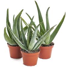 Aloe Vera Plant with Pot