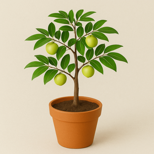 Amla Tree/Indian Grafted Gooseberry Plant with Pot