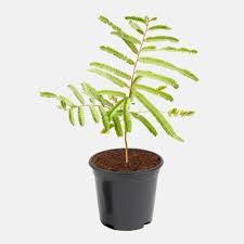 Amla Tree/Indian Grafted Gooseberry Plant with Pot