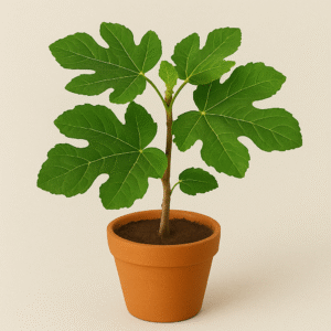 Anjeer (Fig) Fruit Plant with Pot