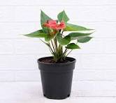 Anthurium Red Plant With Pot