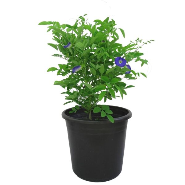 Aprajita Plant (Blue) – Clitoria Ternatea Gokarna with Pot | Same-Day Delivery in Lucknow - Image 2