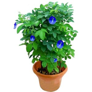 Aprajita Plant (Blue) – Clitoria Ternatea Gokarna with Pot | Same-Day Delivery in Lucknow