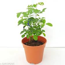 Aprajita, Clitoria Ternatea, Gokarna (White) Plant With Pot