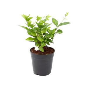 Arabian Jasmine (Mogra) Plant with Pot
