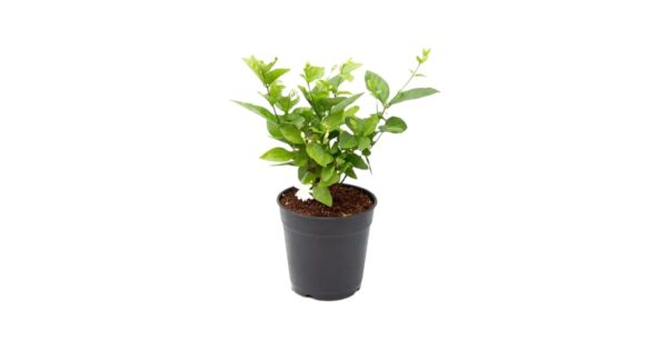 Arabian Jasmine (Mogra) Plant with Pot