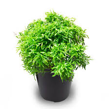 Aralia Golden Plant with Pot