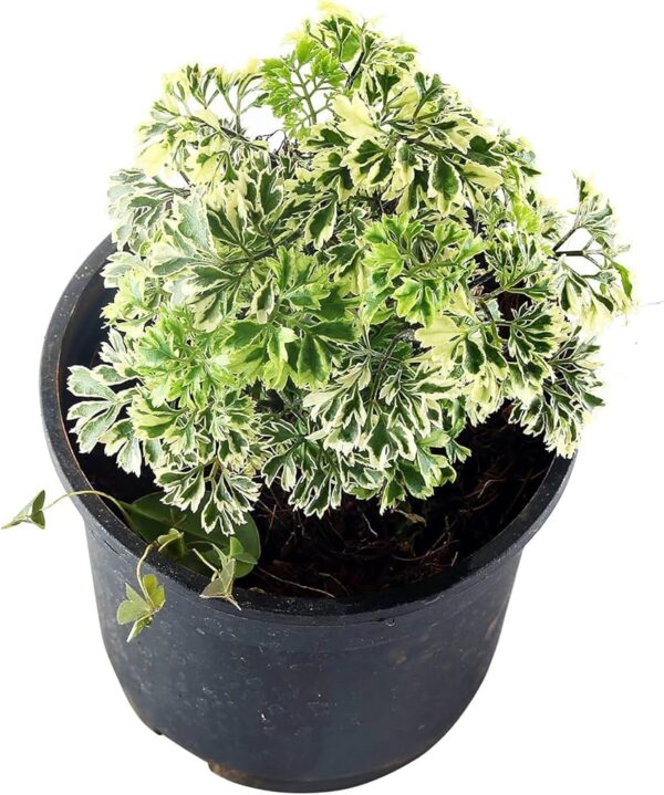 Aralia Snow White Plant with Pot - Image 2