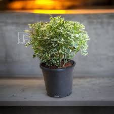 Aralia Variegated Indoor Plant with Pot
