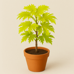 Aralia Golden Plant with Pot