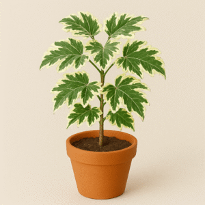 Aralia Variegated Indoor Plant with Pot