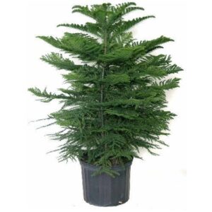 Christmas Tree/ Araucaria Plant with Pot