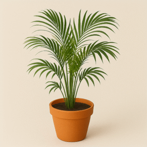 Areca Palm Plant with Pot