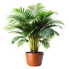 Areca Palm Plant with Pot
