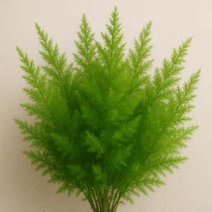 Asparagus Densiflorus Plant With Pot