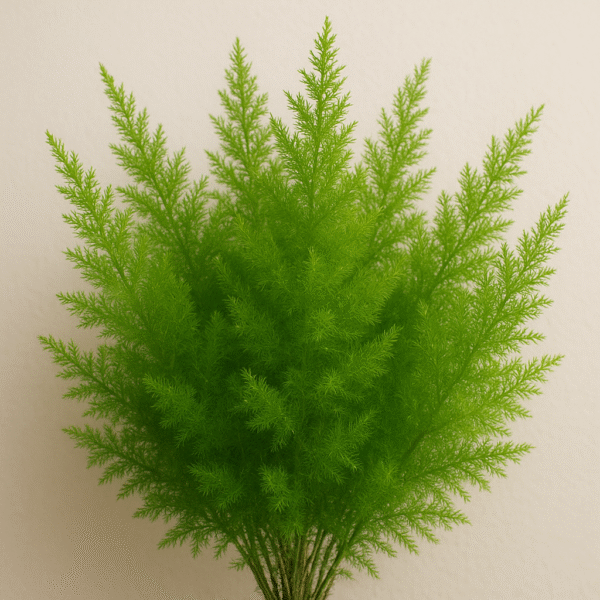 Asparagus Densiflorus Plant With Pot
