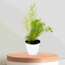 Asparagus Meyeri Plant With Pot
