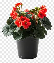 Begonia Red Plant in Decorative Pot – Indoor Flowering Plant for Home & Gifting | TheNurseryWala Lucknow