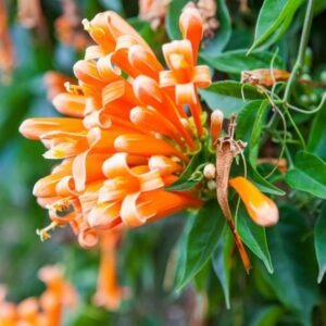 Begonia Venusta (Orange Flame Vine) Plant – With Pot