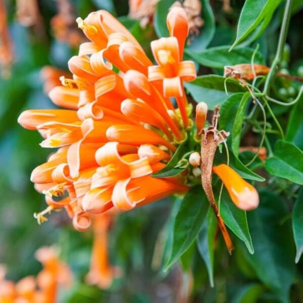 Begonia Venusta (Orange Flame Vine) Plant – With Pot
