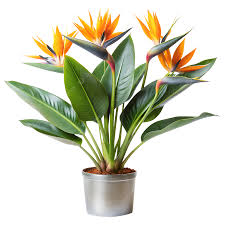 Bird Of Paradise Attractive Flower Plant with Pot