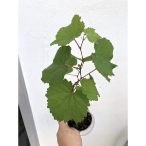 Black Grape, Angoor (Seedless) Plant – With Pot