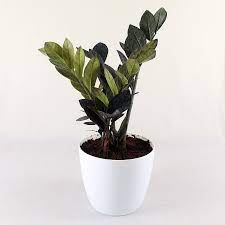Black Zamioculcas Zamifolia Plant With Ceramic Pot