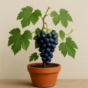 Black Grape, Angoor (Seedless) Plant – With Pot