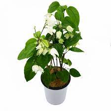 Bleeding Heart Pink Flower Plant with Pot