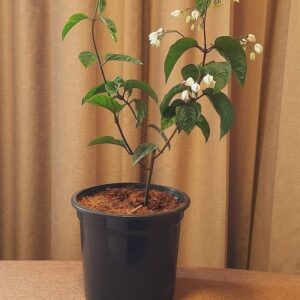 Bleeding Heart Vine/Clerodendrum thomsoniae Plant