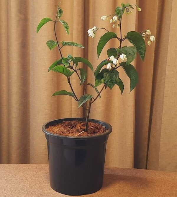 Bleeding Heart Vine/Clerodendrum thomsoniae Plant