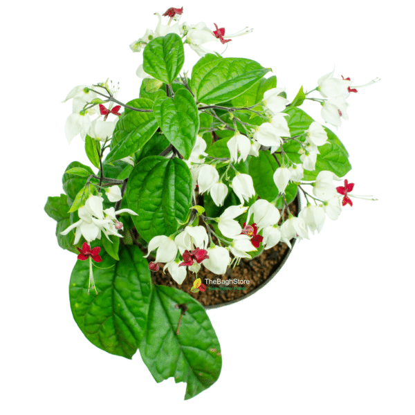 Bleeding Heart Vine/Clerodendrum thomsoniae Plant - Image 2