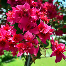 Bougainvillea Dark Pink Double – Exotic Creeper & Climber with Pot