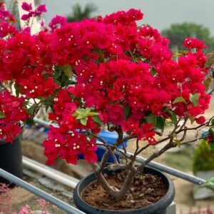 Bougainvillea Dwarf Hybrid (Red) Plant – with Pot