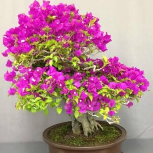Bougainvillea Dwarf Pink Plant in Pot